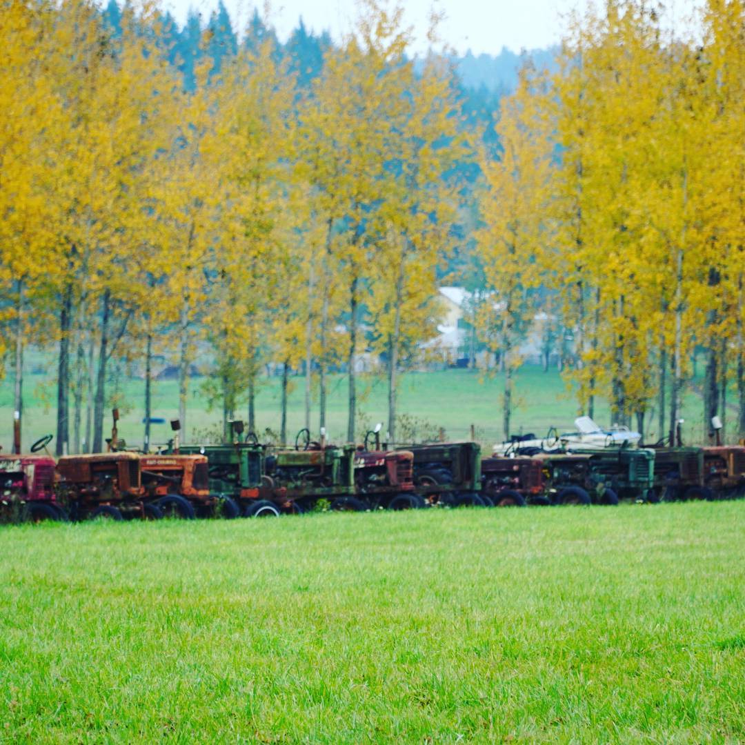 A row of old tractors beneath golden autumn trees
